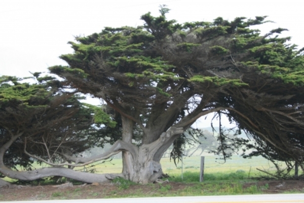Monterey-Zypresse in Carmel, USA Foto: Wim Brinkerink